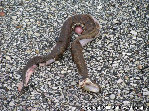 Western Cottonmouth (Agkistrodon piscivorus leucostoma)