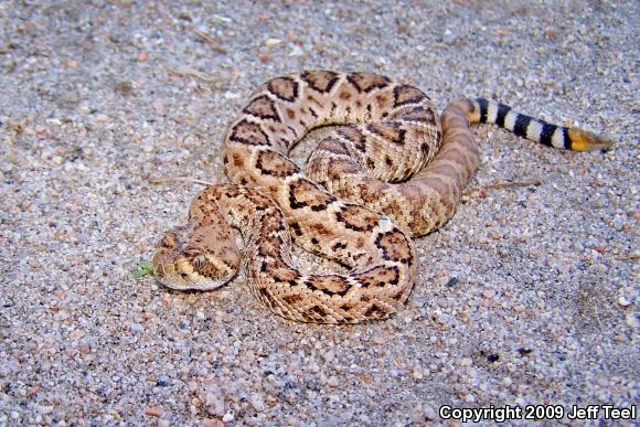 Western Diamond-backed Rattlesnake (Crotalus atrox)