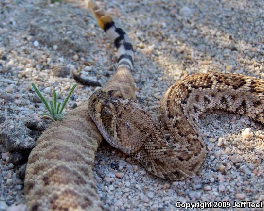 Western Diamond-backed Rattlesnake (Crotalus atrox)