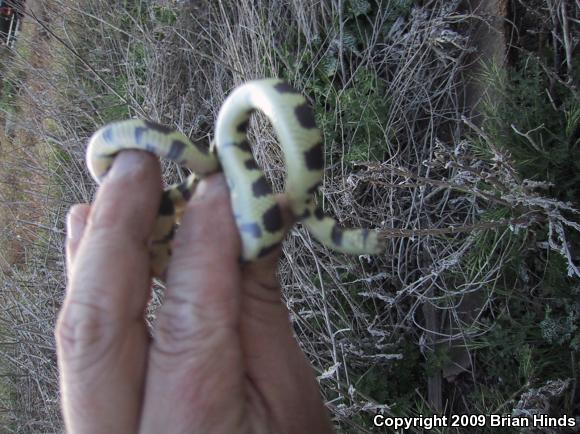 California Kingsnake (Lampropeltis getula californiae)