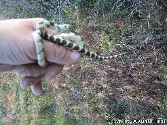 California Kingsnake (Lampropeltis getula californiae)