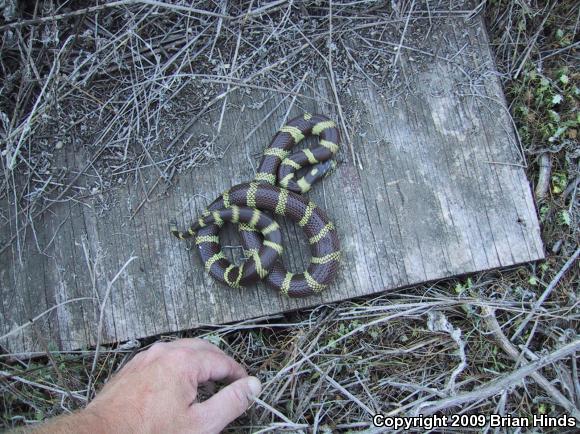 California Kingsnake (Lampropeltis getula californiae)