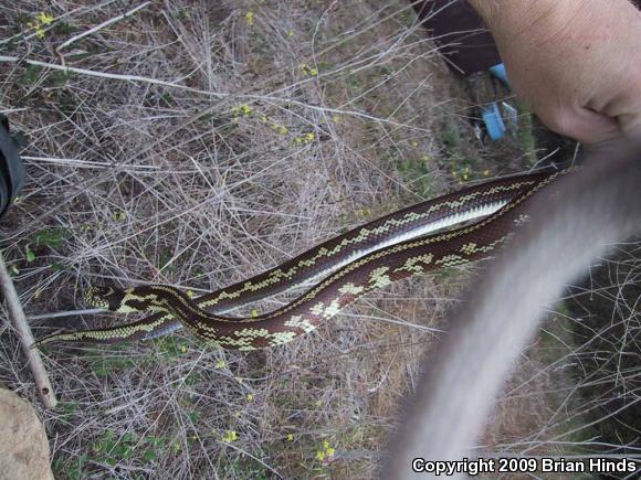 California Kingsnake (Lampropeltis getula californiae)