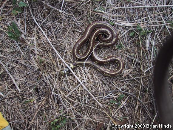 California Kingsnake (Lampropeltis getula californiae)