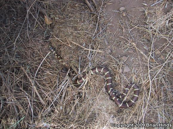 California Kingsnake (Lampropeltis getula californiae)