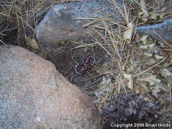 San Diego Mountain Kingsnake (Lampropeltis zonata pulchra)