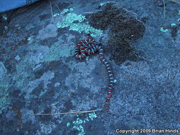 San Diego Mountain Kingsnake (Lampropeltis zonata pulchra)