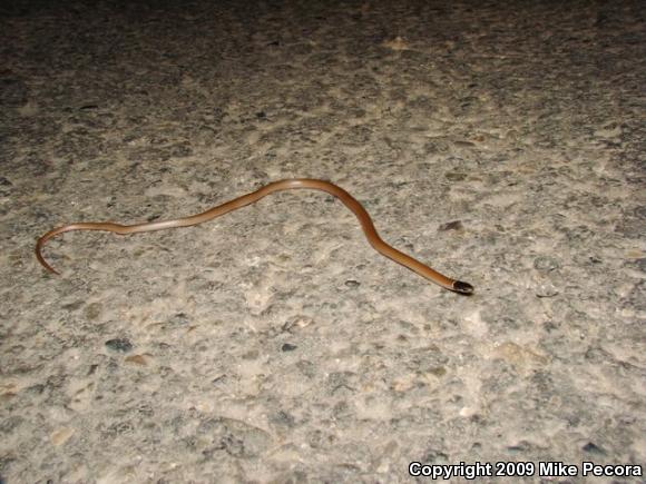 Western Black-headed Snake (Tantilla planiceps)