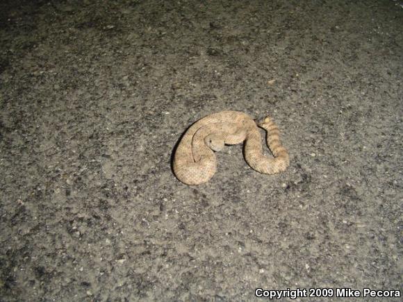 Southwestern Speckled Rattlesnake (Crotalus mitchellii pyrrhus)