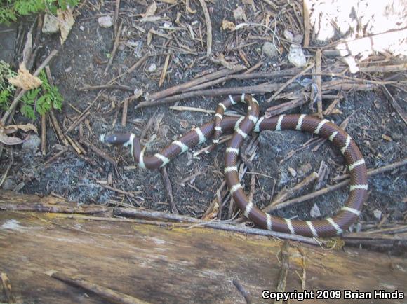 California Kingsnake (Lampropeltis getula californiae)