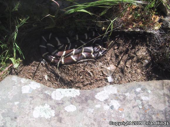 California Kingsnake (Lampropeltis getula californiae)