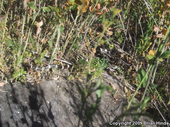 California Kingsnake (Lampropeltis getula californiae)