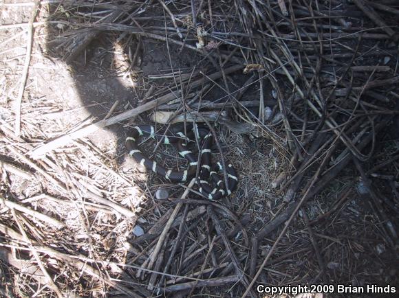 California Kingsnake (Lampropeltis getula californiae)