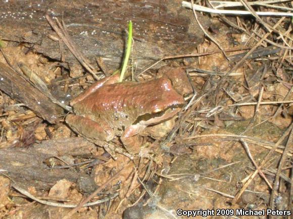 Sierran Treefrog (Pseudacris sierra)