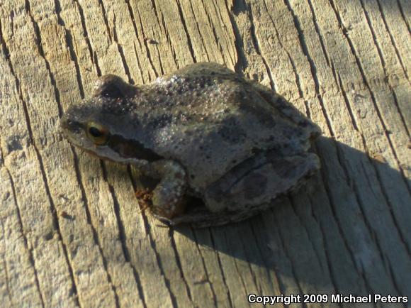 Sierran Treefrog (Pseudacris sierra)