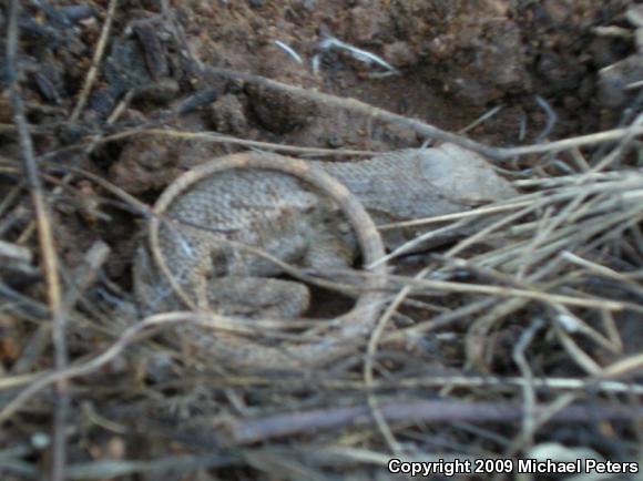 NorthWestern Fence Lizard (Sceloporus occidentalis occidentalis)