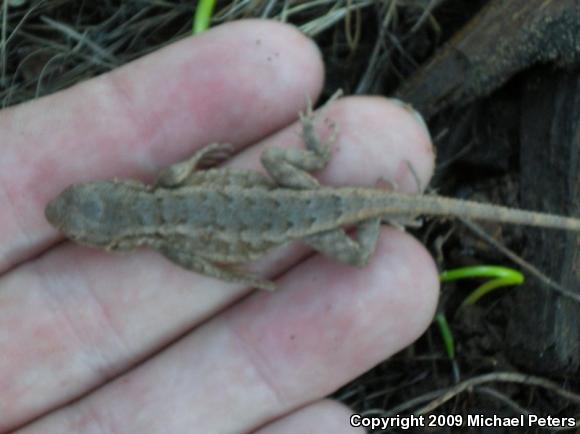 NorthWestern Fence Lizard (Sceloporus occidentalis occidentalis)