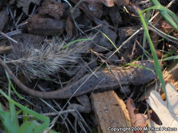 NorthWestern Fence Lizard (Sceloporus occidentalis occidentalis)