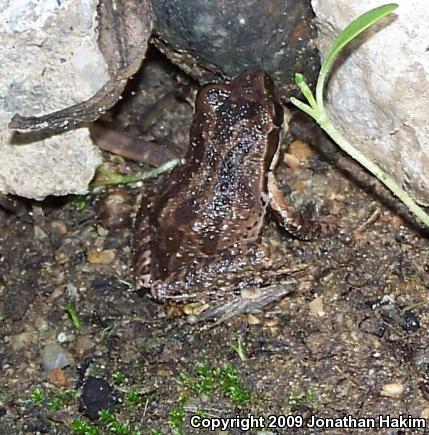 Baja California Treefrog (Pseudacris hypochondriaca)