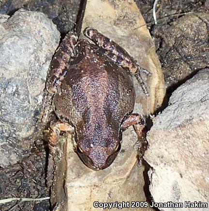 Baja California Treefrog (Pseudacris hypochondriaca)