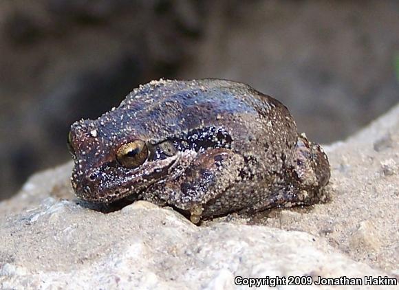 Baja California Treefrog (Pseudacris hypochondriaca)