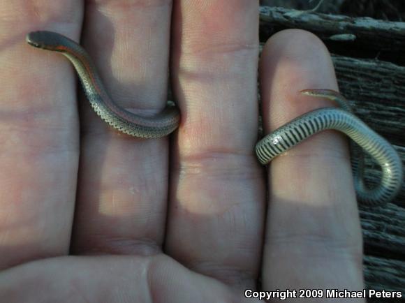 Sharp-tailed Snake (Contia tenuis)