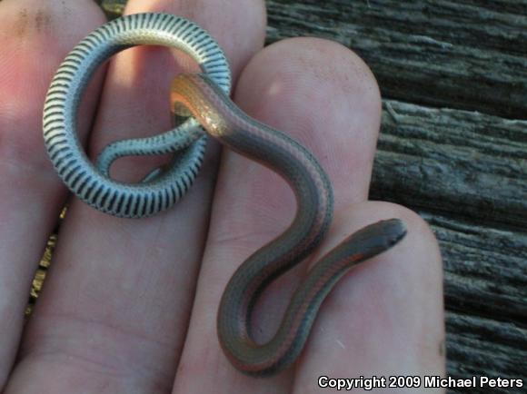 Sharp-tailed Snake (Contia tenuis)