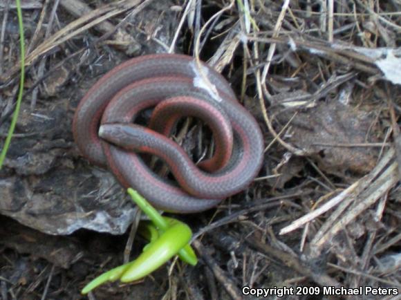 Sharp-tailed Snake (Contia tenuis)