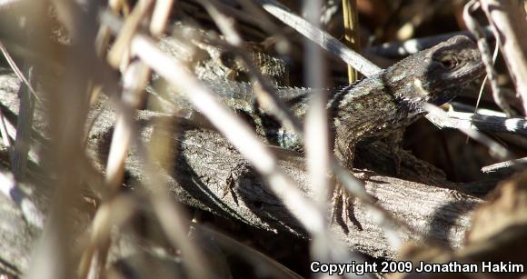 Great Basin Fence Lizard (Sceloporus occidentalis longipes)