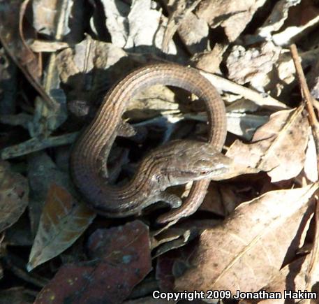 San Diego Alligator Lizard (Elgaria multicarinata webbii)