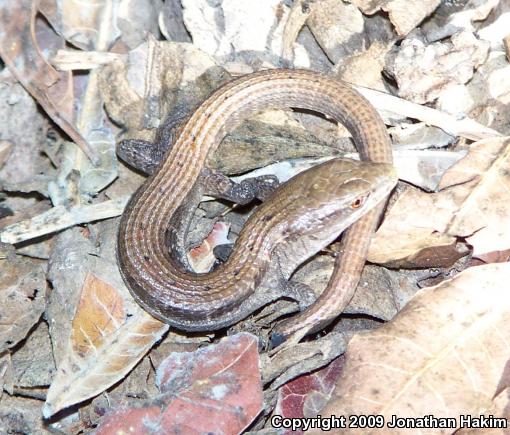 San Diego Alligator Lizard (Elgaria multicarinata webbii)