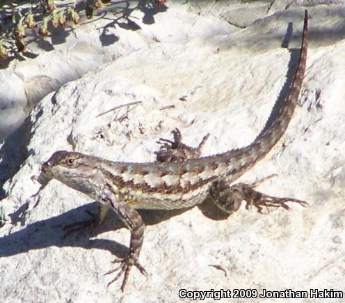 Great Basin Fence Lizard (Sceloporus occidentalis longipes)