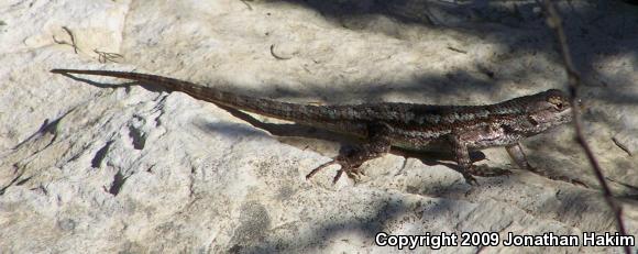 Great Basin Fence Lizard (Sceloporus occidentalis longipes)