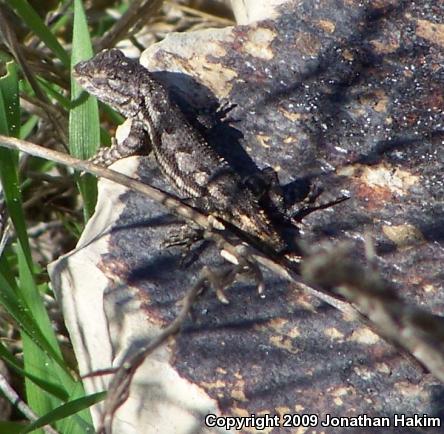 Great Basin Fence Lizard (Sceloporus occidentalis longipes)