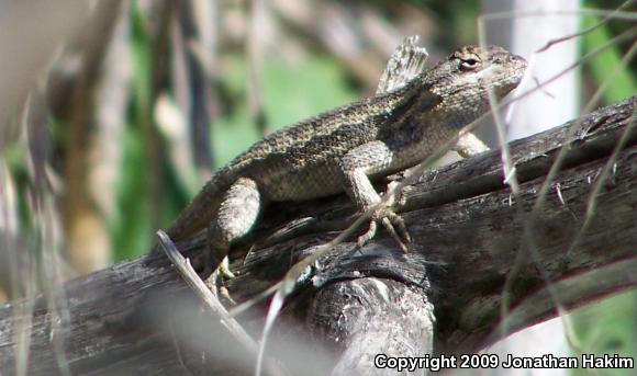 Great Basin Fence Lizard (Sceloporus occidentalis longipes)