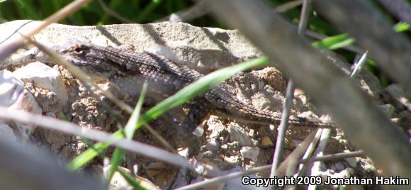 Great Basin Fence Lizard (Sceloporus occidentalis longipes)