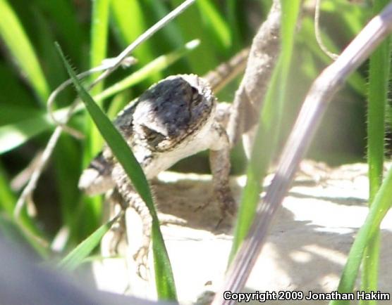 Great Basin Fence Lizard (Sceloporus occidentalis longipes)