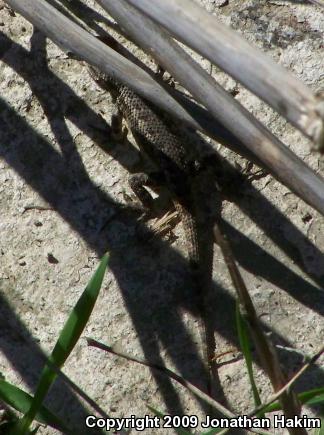 Great Basin Fence Lizard (Sceloporus occidentalis longipes)