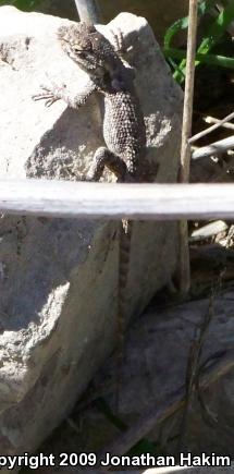 Great Basin Fence Lizard (Sceloporus occidentalis longipes)