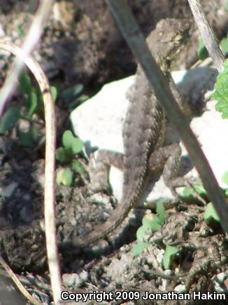 Great Basin Fence Lizard (Sceloporus occidentalis longipes)