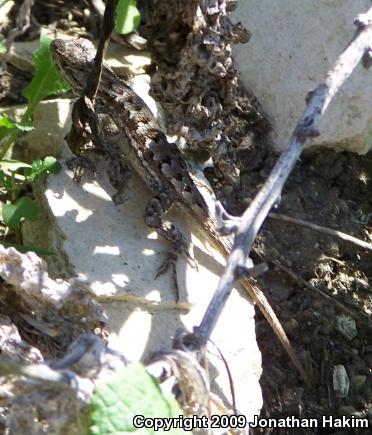 Great Basin Fence Lizard (Sceloporus occidentalis longipes)