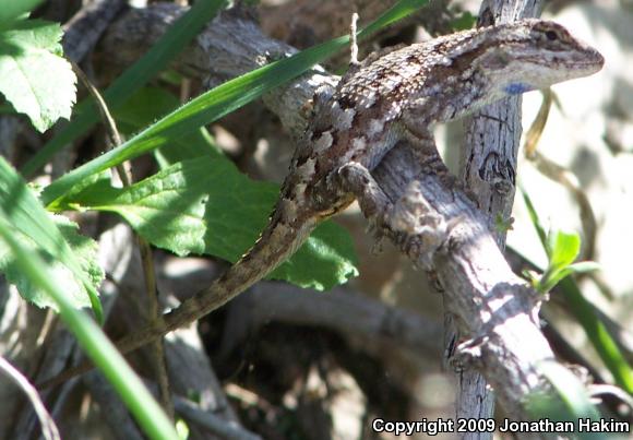 Great Basin Fence Lizard (Sceloporus occidentalis longipes)