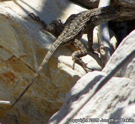 Great Basin Fence Lizard (Sceloporus occidentalis longipes)