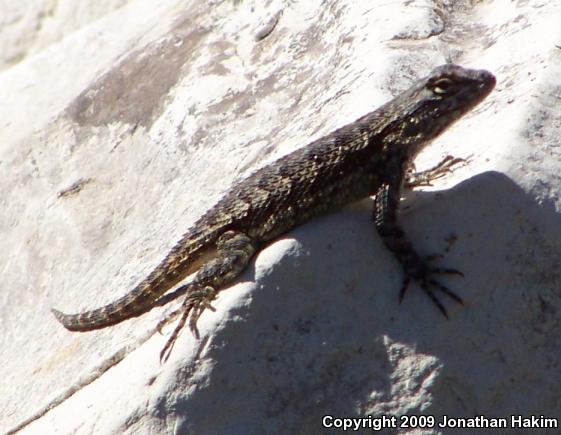 Great Basin Fence Lizard (Sceloporus occidentalis longipes)