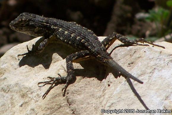 Great Basin Fence Lizard (Sceloporus occidentalis longipes)