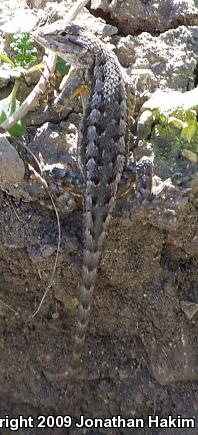 Great Basin Fence Lizard (Sceloporus occidentalis longipes)