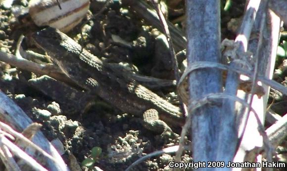 Great Basin Fence Lizard (Sceloporus occidentalis longipes)