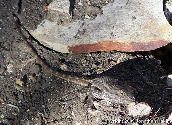 Great Basin Fence Lizard (Sceloporus occidentalis longipes)