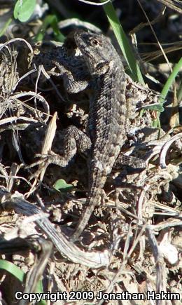 Great Basin Fence Lizard (Sceloporus occidentalis longipes)