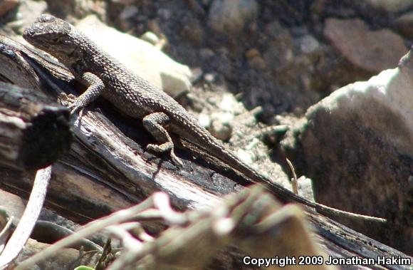 Great Basin Fence Lizard (Sceloporus occidentalis longipes)